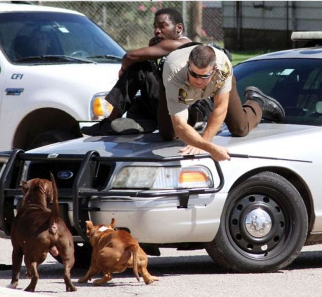 Oklahoma deputy pulls man on car hood to save him from two pit bulls