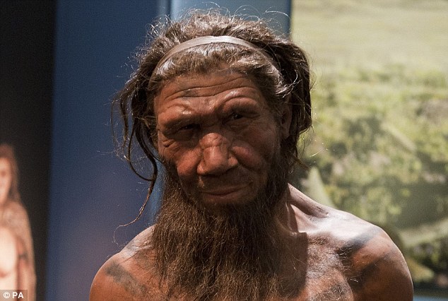 Scientists have found evidence that suggests Neanderthals (reconstruction pictured) may have communicated vocally in similar ways to modern humans. Analysis of their ears suggest they had similar auditory sensitivity that would have allowed them to listen to speech