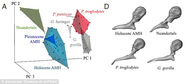 They found while there differences between the structure of the ossicles of Neanderthals and anatomically modern humans (illustrated), they appear to function together in similar ways 