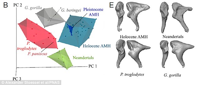 Researchers used micro-CT scanners to build up detailed 3D digital models of the ear bones from anatomically modern humans, Neandethals, chimpanzees and gorillas (pictured)
