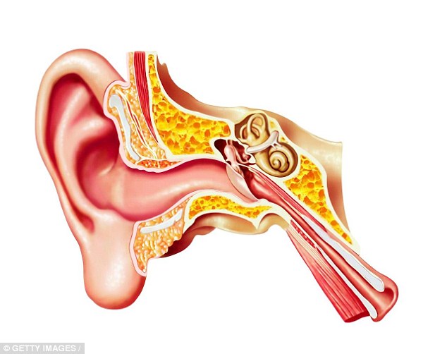 Normally sound waves enter the outer ear and hit the eardrum, causing it to vibrate. Behind the eardrum there are three tiny bones