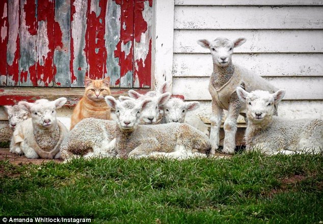 New Zealand Cat Thinks He’s a Lamb