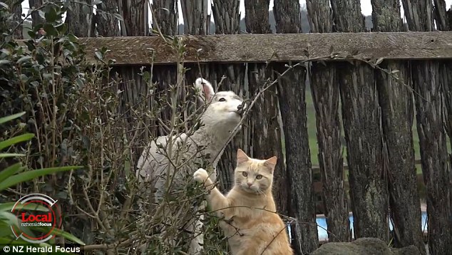The cat and lambs play together in the garden and are seen chewing on plants and branches
