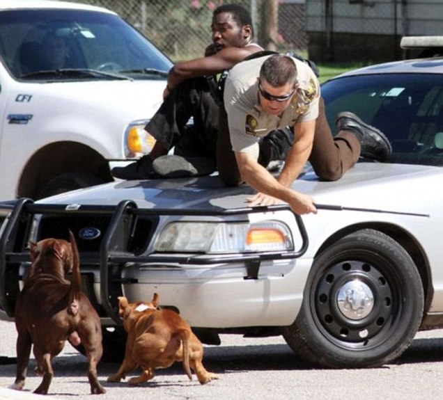 Oklahoma deputy pulls man on car hood to save him from two pit bulls